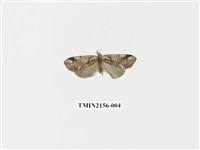 藏品(臺美波紋蛾)的圖片